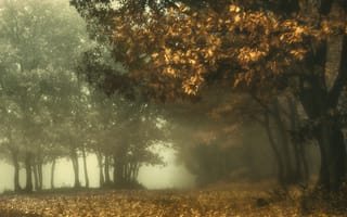 Обои лес, парк, осень, дуб, туман, ветви, листва