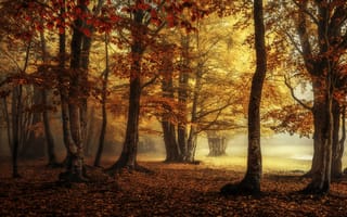 Картинка лес, парк, осень, краски осени, листва, туман, золотая осень, багрянец