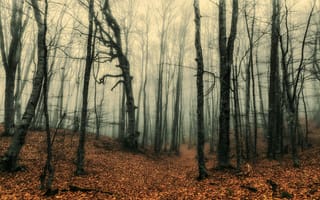 Картинка лес, туман, осень, стволы, листопад