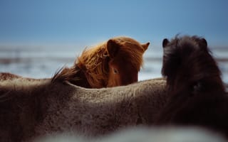 Картинка лошади, конь, животные, рыжий