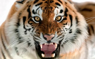Картинка тигр, животные