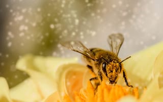 Картинка насекомые, насекомое, природа, пчела