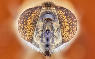 Картинка глаза, природа, насекомое, крупным планом, муха