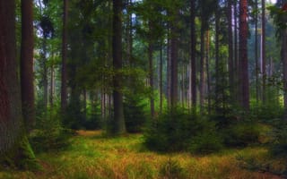 Картинка лес