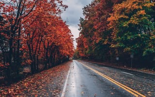 Картинка дорога, деревья, осень, листья, листопад