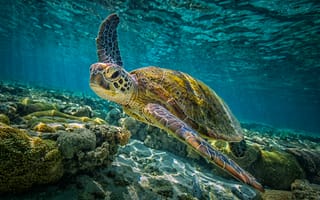 Картинка море, морская черепаха