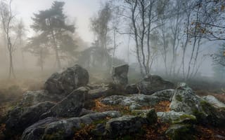 Картинка природа, туман