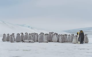 Картинка антарктика, птенцы, императорский пингвин