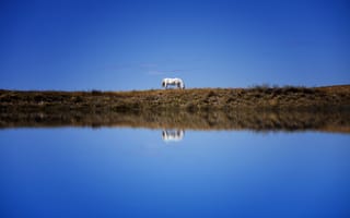 Картинка небо, лошадь, синева, водоем, берег, отражение, конь