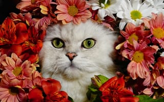 Картинка цветы, кот, белый