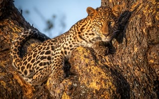 Картинка дерево, взгляд, леопард