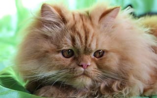 Картинка мордочка, взгляд, рыжий кот, пушистый, персидская кошка