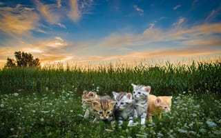 Картинка цветы, трава, рыжий, синева, поле, кошки, коллаж, котята, природа, облака, вечер, луг, закат, котенок, лето, фотошоп