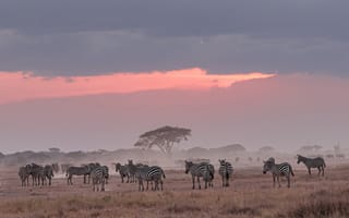 Картинка природа, африка, зебры