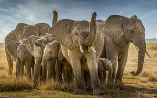 Обои природа, африка, слоны