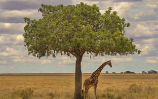 Картинка дерево, африка, жираф