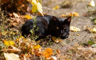 Картинка морда, свет, черный, кот, взгляд, осень, листья, боке, кошка, лежит