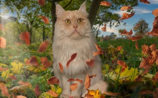 Картинка небо, трава, кошка, листопад, осень, деревья, кот, природа, пушистый, фотошоп, коллаж, сидит, листья, рыжий, листва, взгляд