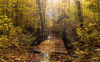 Картинка лес, мост, осень