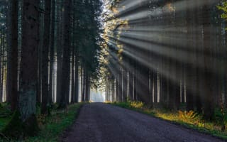Картинка свет, дорога, лес