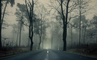 Картинка дорога, деревья, ветки, шоссе, парк, осень, туман, пасмурно