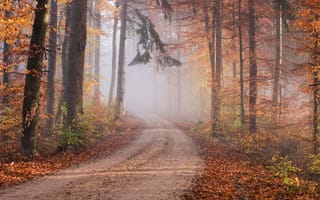 Картинка дорога, лес, тропинка, стволы, хвоя, листва, ветки, туман, осень