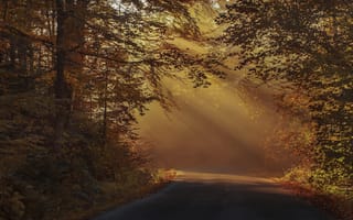 Картинка свет, дорога, туман, ветки, лес, парк, шоссе, осень, листва