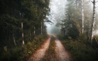 Картинка дорога, лес, осень, туман