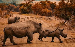 Картинка дорога, природа, осень, носороги, прогулка, африка
