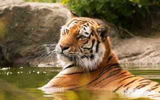 Картинка тигр, морда, купание, водоем