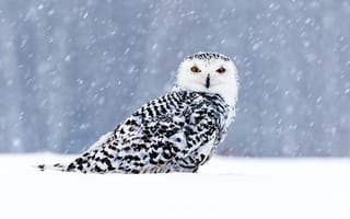 Картинка сова, снег, снегопад, боке, зима, взгляд, полярная сова, птица