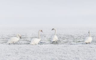Картинка снег, природа, зима, лебедь, лебеди, птицы