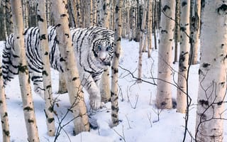Картинка тигр, лес, белый, зима