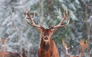 Картинка морда, снег, зима, олень, олени, снегопад, рога, взгляд