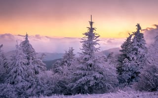 Картинка лес, закат, зима