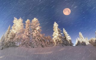 Картинка небо, свет, полнолуние, природа, ели, лес, снегопад, луна, зима, сугробы, лунный свет, ночь, метель, в снегу, снег, сумерки