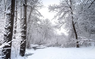 Картинка природа, лес, зима