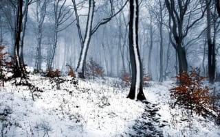 Картинка лес, зима