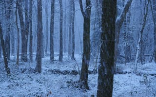 Картинка деревья, снег, лес, природа, зима