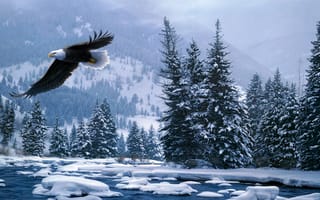 Картинка снег, лес, полет, daniel smith, белоголовый орлан, зима