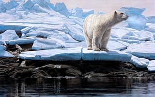 Картинка зима, льдины, белый медведь