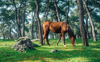 Картинка лошадь, деревья, стволы, конь, природа, лес