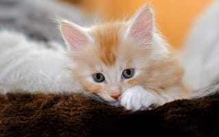 Картинка портрет, кошка, взгляд, рыжий, котенок, мордашка, лежит, лапка