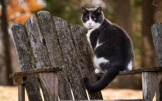 Картинка кошка, взгляд, кресло