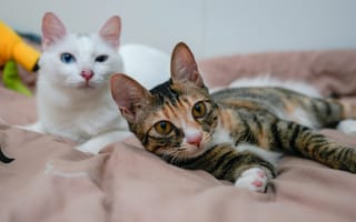 Картинка кот, кошка, кровать, мордочки, кошки, отдых, взгляд, лапки, коты