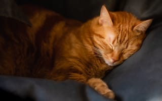 Картинка кот, кошка, спит, темный, кресло, рыжий, лежит, закрытые глаза, сон