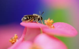 Картинка цветок, цвет, пчела