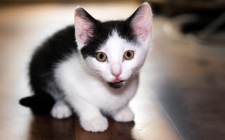 Картинка кошки, кошка, кошачьи, домашние, животные, котенок, черно-белый