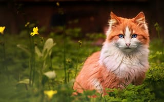 Картинка кошки, кошка, кошачьи, домашние, животные, рыжий, трава, растение