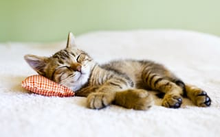 Картинка кошки, кошка, кошачьи, домашние, животные, котенок, сон, сонный, полосатый